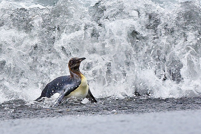 King Penguin (Aptenodytes patagonicus) swimming in heavy surf, South Georgia stock-image by Agami/Tomas Grim,