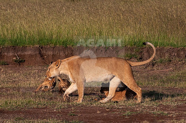 Portrait of a lioness, Panthera leo, with a group of cubs. Masai Mara National Reserve, Kenya. stock-image by Agami/Sergio Pitamitz,