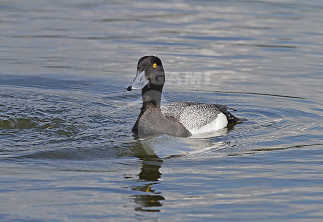 Mannetje Kleine Topper, Male Lesser Scaup stock-image by Agami/Pete Morris,