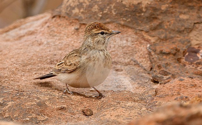 Rufous-capped Lark (Calandrella eremica) at the Habala Plateau, Asir mountains, Saudi Arabia stock-image by Agami/Eduard Sangster,