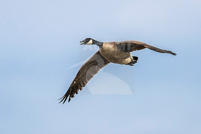Introduced Atlantic Canada Goose flying over Grote Rietveld, Kallo, Antwerp, Belgium. May 2017. stock-image by Agami/Vincent Legrand,