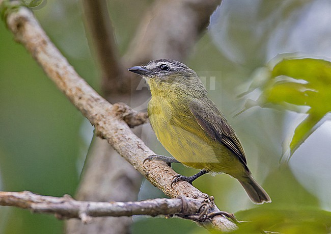 Brown-capped Tyrannulet (Ornithion brunneicapillus) in Panama. stock-image by Agami/Pete Morris,