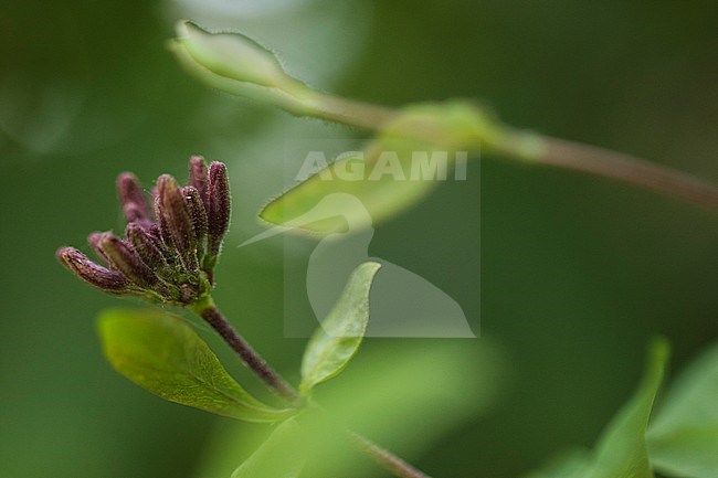 Perfoliate Honeysuckle flower buds stock-image by Agami/Wil Leurs,