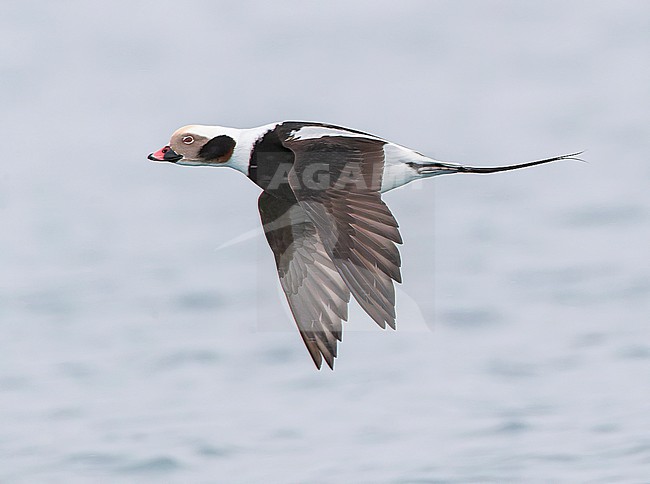Long-tailed Duck (Clangula hyemalis) swimming in harbor on Varangerfjord peninsula, arctic Norway. stock-image by Agami/Marc Guyt,