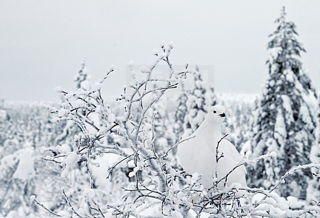 Mannetje Moerassneeuwhoen in zomerkleed; Male Willow Ptarmigan in summer plumage stock-image by Agami/Markus Varesvuo,