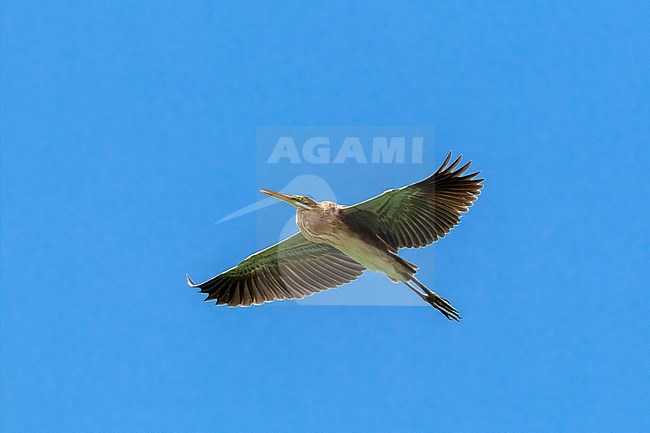 Immature Bourne's Heron in Barragem de Poilao, Santiago, Cape Verde. stock-image by Agami/Vincent Legrand,