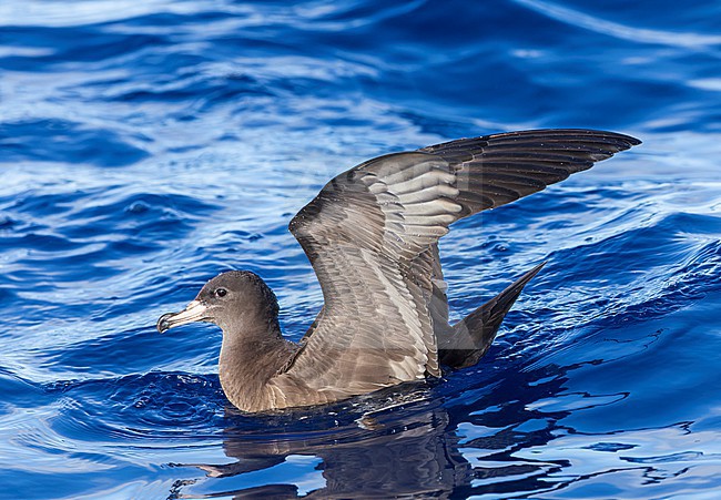 Flesh-footed Shearwater (Ardenna carneipes) at the pacific ocean off New Zealand. stock-image by Agami/Marc Guyt,