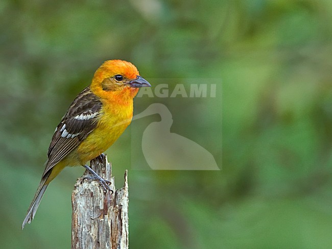Jonge Bloedtangare, Flame-colored Tanager juvenile stock-image by Agami/Alex Vargas,