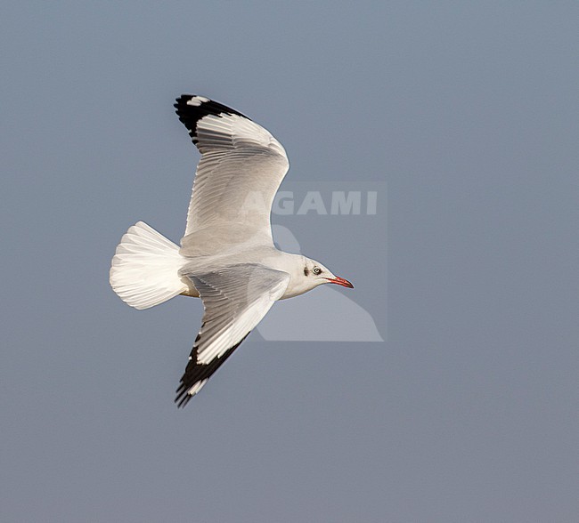Brown-headed Gull (Chroicocephalus brunnicephalus) in North-West India. Adult in non-breeding plumage. stock-image by Agami/Josh Jones,