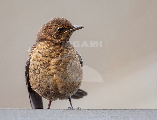 Juvenile Common Blackbird (Turdus merula) in a urban garden Katwijk, Netherlands. Sitting on the edge of a garage roof. stock-image by Agami/Marc Guyt,