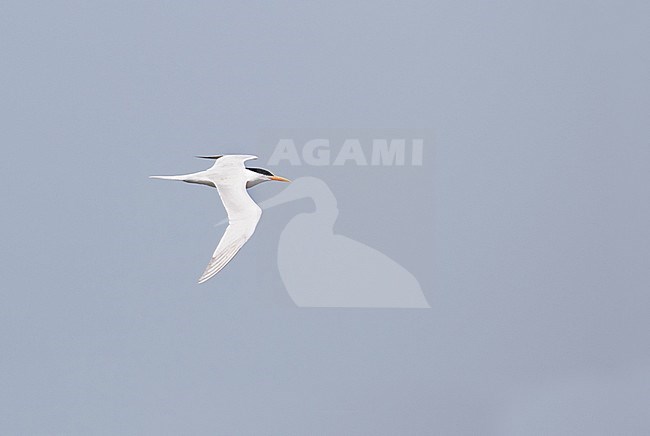 Adult African Royal Tern (Thalasseus maximus albidorsalis) in flight off Banc d’Arguin in Mauritania. stock-image by Agami/Josh Jones,