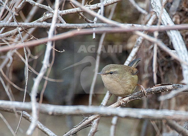 Abarrant bush warbler (Horornis flavolivaceus) perched in a bush. stock-image by Agami/Marc Guyt,