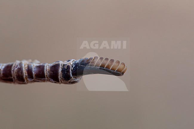finery claw of an adult red-necked nightjar (Caprimulgus ruficollis) stock-image by Agami/Mathias Putze,