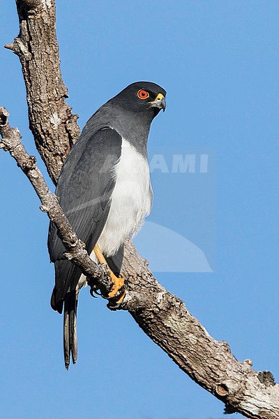 White-bellied Goshawk (Accipiter haplochrous), an endemic species of bird of prey in the family Accipitridae. It is endemic to New Caledonia. stock-image by Agami/Dubi Shapiro,