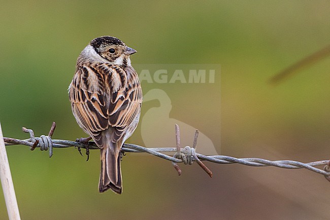 Reed Bunting (Emberiza schoeniclus), adult male in winter plumage seen from back stock-image by Agami/Saverio Gatto,