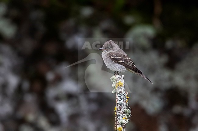 1st-winter Eastern Wood-Pewee (Contopus virens) perched on a branch as the first for Western Palearctic, Lighthouse Valley, Corvo, Azores, Portugal. stock-image by Agami/Vincent Legrand,