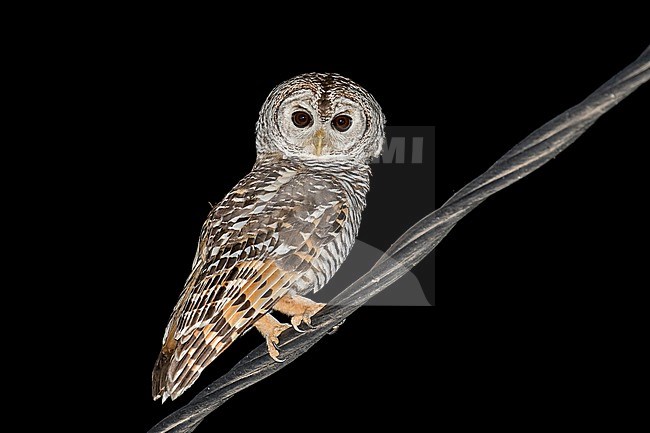 Chaco Owl (Strix chacoensis) in Paraguay. Perched on an electricity wire during the night. stock-image by Agami/Pete Morris,