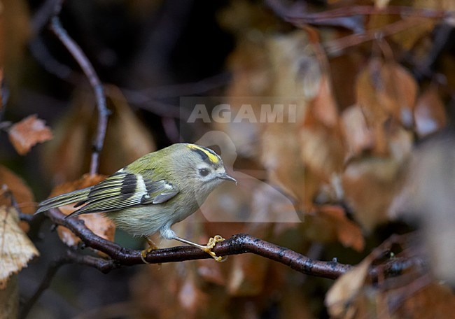 Goudhaan op een tak, Goldcrest on a branch stock-image by Agami/Markus Varesvuo,
