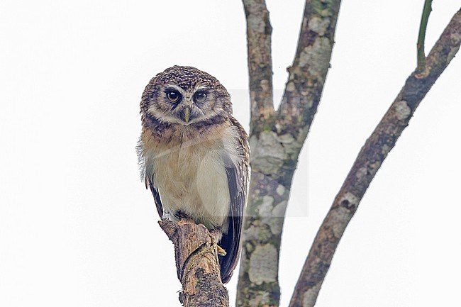 West Solomons Owl (Athene jacquinoti) in the Solomon Islands. Also known as West Solomons boobook. stock-image by Agami/Pete Morris,