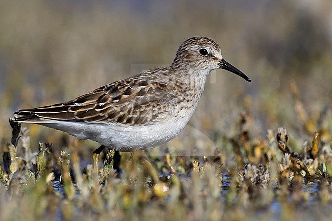Juvenile 
Ventura Co., CA 
September 2010 stock-image by Agami/Brian E Small,