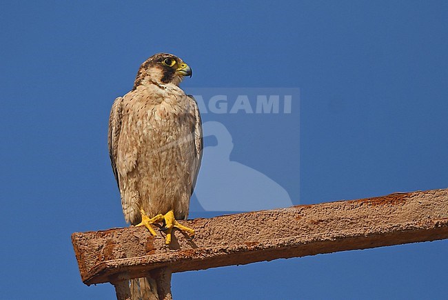 Barbary Falcon (Falco peregrinus pelegrinoides) is now considered a subspecies of Peregrine Falcon stock-image by Agami/Eduard Sangster,