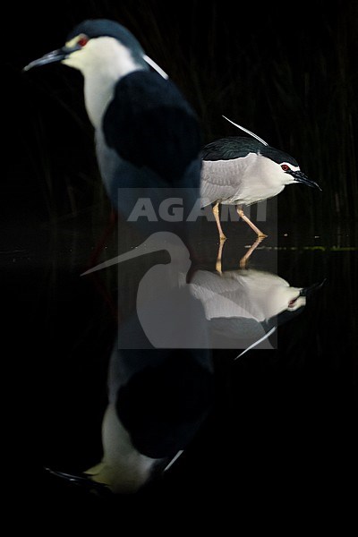 Kwak jagend in water met soortgenoot in voorgrond; Black-crowned Night Heron hunting in water with congener in foreground stock-image by Agami/Marc Guyt,