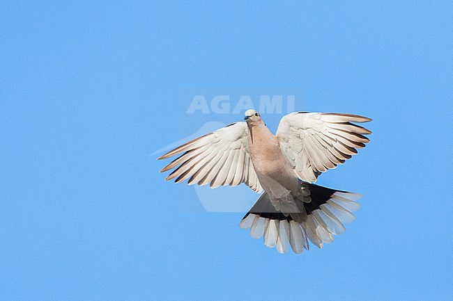 Eurasian Collared Dove (Streptopelia decaocto) on the Greek island of Lesvos. Going to land. stock-image by Agami/Marc Guyt,