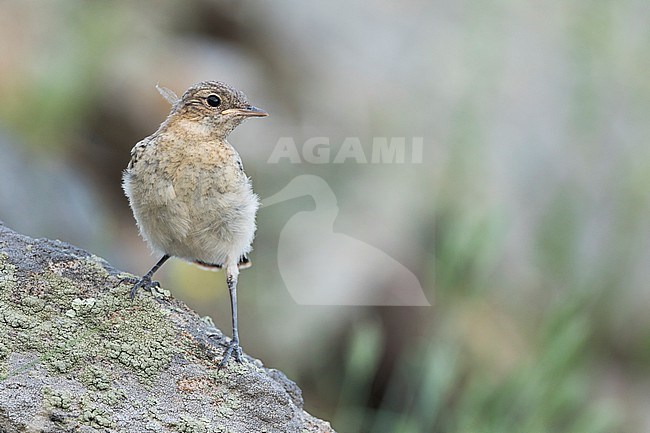 Northern Wheatear - Steinschmätzer - Oenanthe oenanthe oenanthe, Russia (Baikal), juvenile stock-image by Agami/Ralph Martin,