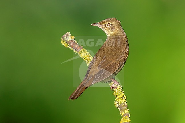 Male River Warbler (Locutella fluviatilis) perched on a branch in Nieuwemolen, Zeeland, the Netherlands. stock-image by Agami/Vincent Legrand,