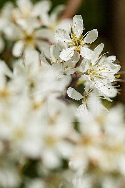 Bloeiende Sleedoorn, Flowering Blackthorn stock-image by Agami/Wil Leurs,
