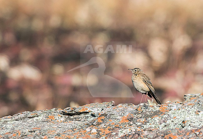 Buffy Pipit (Anthus vaalensis) in Angola. stock-image by Agami/Pete Morris,