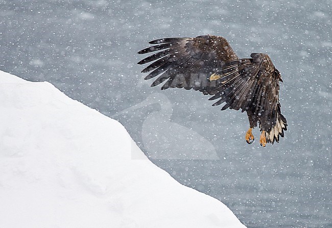 Zeearend adult vliegend in de sneeuw; White-tailed Eagle adult flying in the snow stock-image by Agami/Markus Varesvuo,