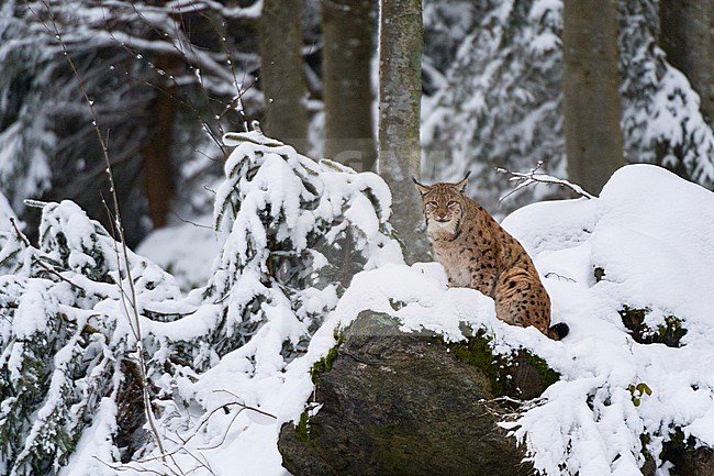 A European lynx, Lynx linx, sitting on a rock in Bavarian Forest National Park. Germany. stock-image by Agami/Sergio Pitamitz,
