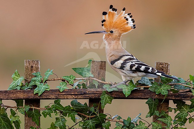 Eurasian Hoopoe (Upupa epops) in Italy. stock-image by Agami/Daniele Occhiato,