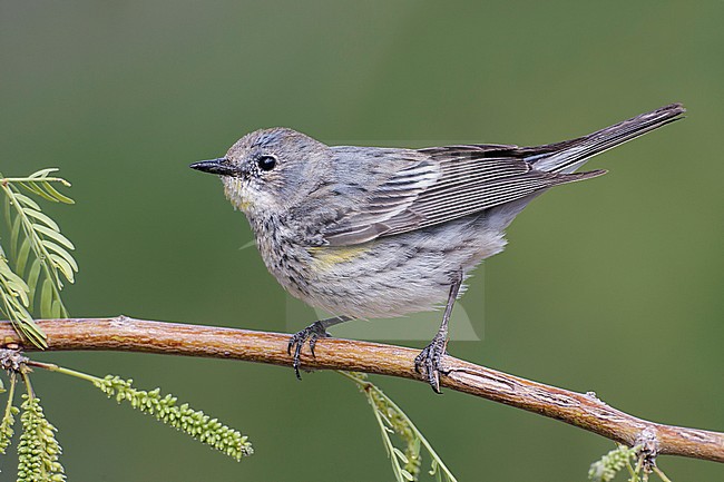 Adult female
Riverside Co., CA
April 2012 stock-image by Agami/Brian E Small,