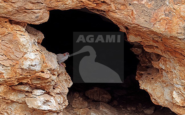 Somali Pigeon (Columba oliviae) perched on a rock in a cliff in Bosti hills, Somaliland, Somalia. stock-image by Agami/Thierry Quelennec,