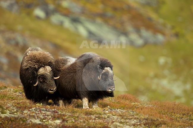 Muskusos, Muskox stock-image by Agami/Danny Green,