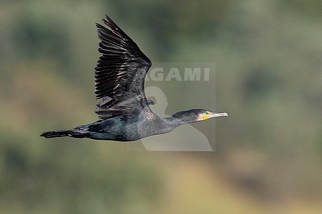Continental Great Cormorant (Phalacrocorax carbo sinensis), side view of an adult in winter plumage in flight, Campania, Italy Campania, Italy stock-image by Agami/Saverio Gatto,