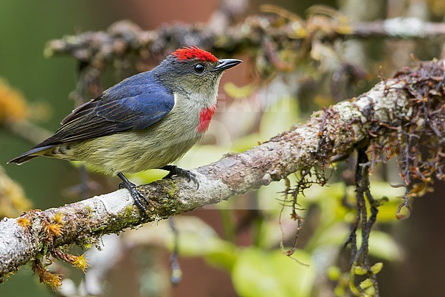 Red-capped Flowerpecker, (Dicaeum geelvinkianum) Perched on a branch in Papua New Guinea stock-image by Agami/Dubi Shapiro,