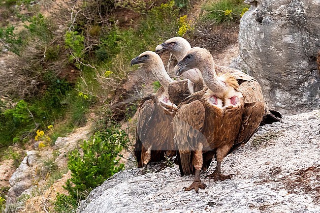 Griffon Vulture, Gyps fulvus. Close-up of three Griffon Vultures resting and watching. stock-image by Agami/Hans Germeraad,