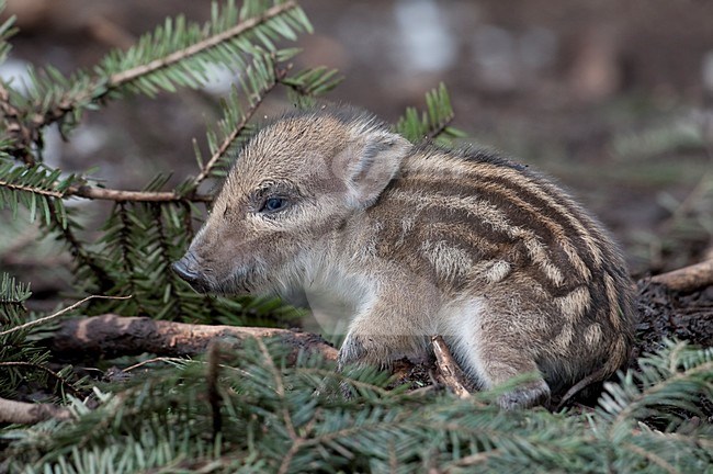 Pas geboren Wild Zwijn; Baby Wild Boar stock-image by Agami/Han Bouwmeester,