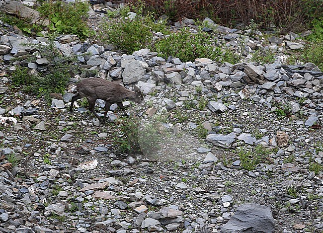 Tufted deer (Elaphodus cephalophus) in the mountains of Balang Shan stock-image by Agami/James Eaton,