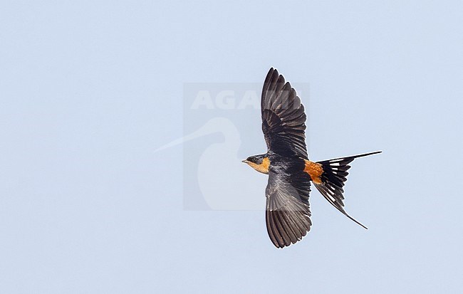 Red-breasted swallow (Cecropis semirufa), also known as the rufous-chested swallow, in Zambezi National Park, Zimbabwe. stock-image by Agami/Ian Davies,