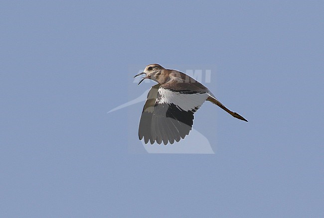 Volwassen Witstaartkievit in vlucht; Adult White-tailed Lapwing (Vanellus leucurus) in flight stock-image by Agami/James Eaton,