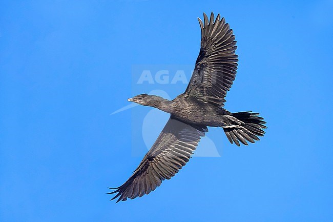 Pygmy Cormorant, Microcarbo pygmeus, in Italy. stock-image by Agami/Daniele Occhiato,