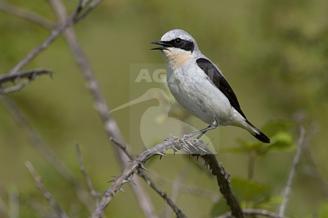Northern Wheatear male perched on branch; Tapuit man zittend op tak stock-image by Agami/Daniele Occhiato,