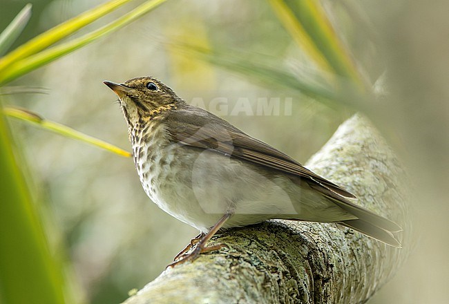 First-winter Swainson's Thrush (Catharus ustulatus) on the Isles of Scilly, England. rare vagrant from North-America. stock-image by Agami/Marc Guyt,
