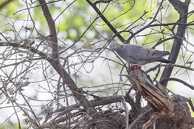Yellow-eyed Pigeon, Columba eversmanni, Tajikistan, adult stock-image by Agami/Ralph Martin,