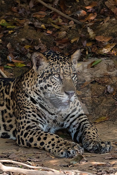 A jaguar, Panthera onca, resting on a river bank. Pantanal, Mato Grosso, Brazil stock-image by Agami/Sergio Pitamitz,