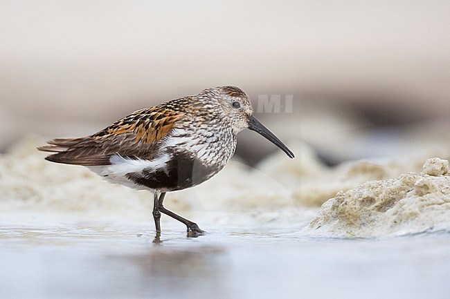 Adult Dunlin (Calidris alpina), Germany, standing on a mud flat in summer plumage. stock-image by Agami/Ralph Martin,